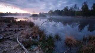 River fog dawn trees water - fog in the air free wallpaper