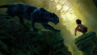Woman kneeling black cat forest - global free wallpaper for desktop