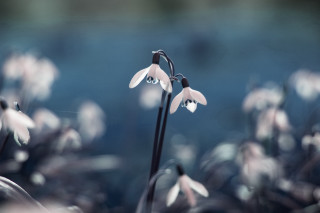 Flower butterfly bokeh blue sky - a blurry background of flowers free wallpaper