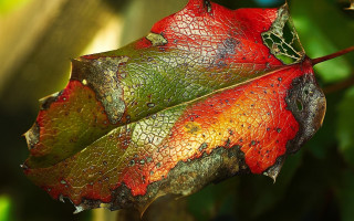 Leaf water drops photorealism decay - drop of water free wallpaper for desktop