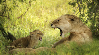 Lion cub in grass nature - their mouth wide open free wallpaper