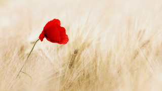 Red rose macro solo wheat - the sun light of the day free wallpaper