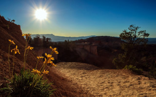 Dirt path yellow flowers mountain - a dirt path free wallpaper