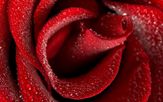 Red rose water droplets gothic 14 - close free wallpaper