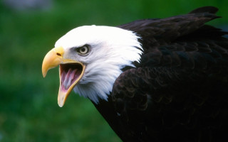 Bald eagle open mouth green - a green background behind free wallpaper for desktop