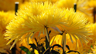 Yellow flowers grass together bunch - the stem free wallpaper for desktop