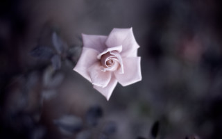 Pink rose blurry background macro - fiona stephenson free wallpaper for desktop