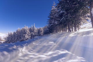 Snowy path trees blue sky - anamorphic free wallpaper