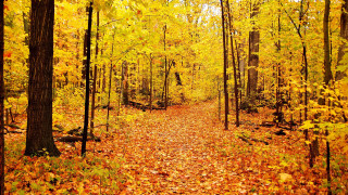 Autumn forest leaves fire flame - a path free wallpaper