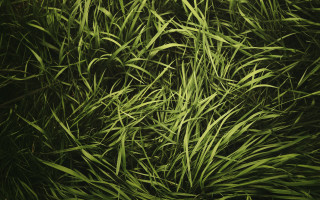 Grass bamboo forest plant nature - andreas gursky free wallpaper for desktop