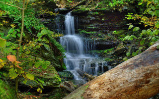 Waterfall forest fallen trunk bush - fallen free wallpaper for desktop