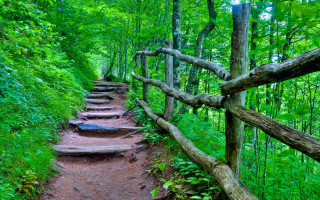 Woodland trail fence branch path - a trail free wallpaper for desktop