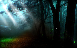 Magical forest light fireflies shooting - a path free wallpaper