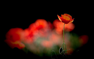 Single flower field dark black - a single flower free wallpaper