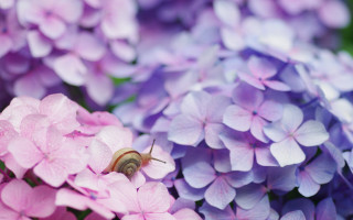 Snail purple flower bokeh spring - a snail free wallpaper