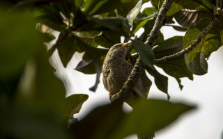 Bird branch leaves sky nature - a sky background behind free wallpaper