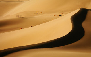 Desert people sand dunes trees 2 - a desert area free wallpaper for desktop