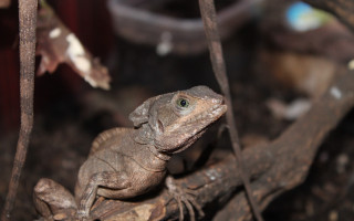 Lizard terrarium macro blurry bokeh - a lizard free wallpaper