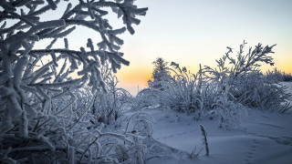 Snowy field trees sunset matte - snow and ice free wallpaper