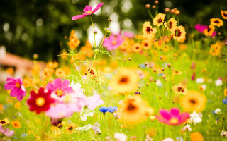 Flower field bokeh summer vibrant - a field of flowers free wallpaper for desktop