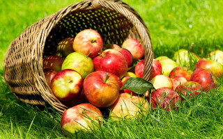 Basket apples green field harvest - a lush green field of grass next free wallpaper for desktop