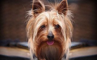 Dog tongue out camera blurry 2 - brenda chamberlain free wallpaper