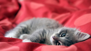 Curious kitten red blanket blue - curious free wallpaper