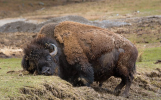 Bison field rock hill outdoors - a field of grass and dirt free wallpaper