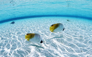 Two fish swimming shallow pool - a blue sky above them free wallpaper
