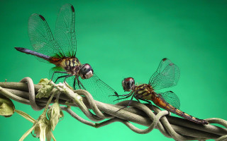 Dragonflies branch green background macro - the other free wallpaper