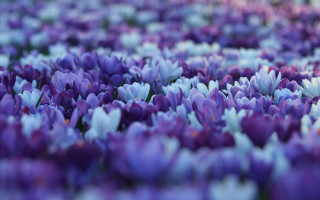 Purple flower field blurry bokeh - green center free wallpaper