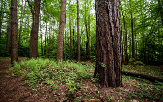 Forest plants leaves trees nature - free forest wallpaper
