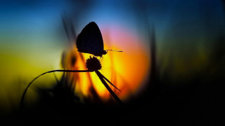Butterfly flower sunset backlight macro - a blurry background of grass free wallpaper