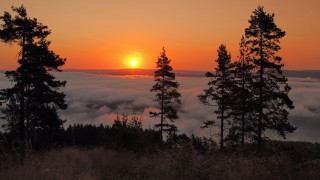 Sunset foggy forest trees clouds 2 - free forest wallpaper