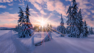 Snowy landscape trees fence sunset - a snowy landscape free wallpaper for desktop