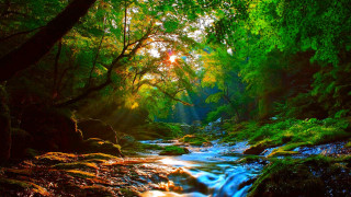 Lush forest stream sunshine nature - nature free wallpaper
