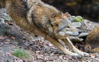 Wolf rocky hill motion blur - a rocky hill free wallpaper