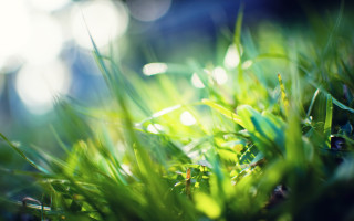 Green grass sunlight macro nature - a blurry background of the grass free wallpaper
