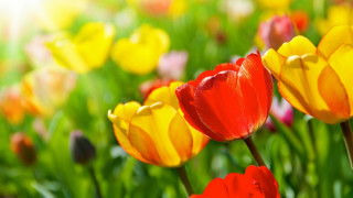 Flower field blurry bokeh colorful - art green free wallpaper for desktop