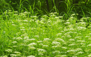Flower field trees grass nature - the background in the background free wallpaper