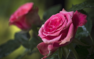 Pink rose water droplets garden - a pink rose free wallpaper