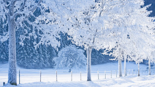 Snowy field fence trees person - magical realism free wallpaper