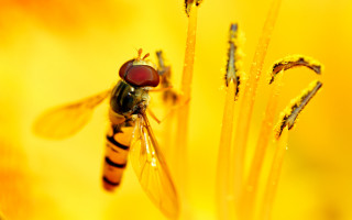 Fly water droplets macro autumn - a flower free wallpaper for desktop