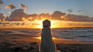 Dog beach sunset ocean clouds 2 - sense of awe free wallpaper