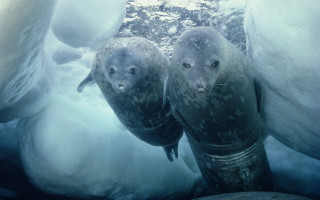 Seals icebergs snow ecological art - ground free wallpaper for desktop