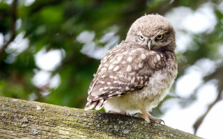 Small owl forest photorealistic animal - free animals wallpaper