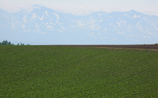Large field mountain horse english - a large field free wallpaper