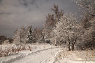 Snowy road trees bushes cloudy 2 - magical realism free wallpaper