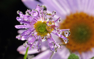Purple flower water droplets macro 16 - other flower free wallpaper