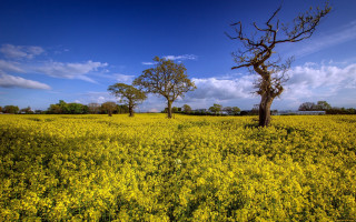 Yellow flowers trees clouds sky - dave allsop free wallpaper